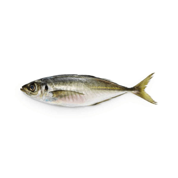 Horse Mackerel - 1lbs