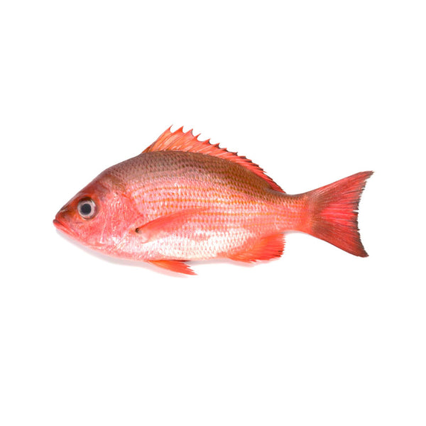 Red Snapper - 1lbs