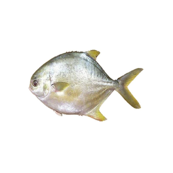 Pampeno Fish - 1lbs