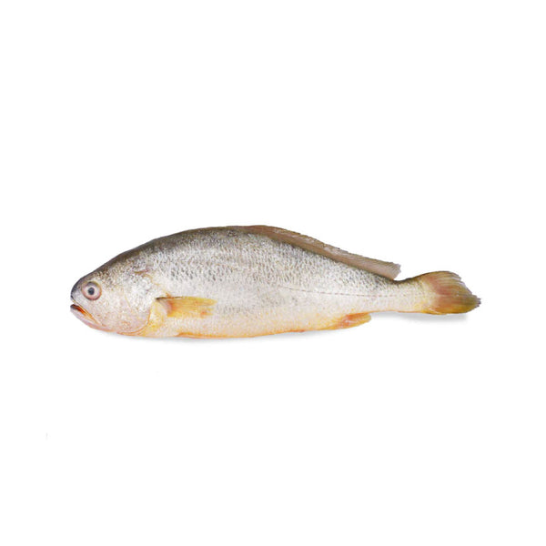 Yellow Croaker Fish - 1lbs